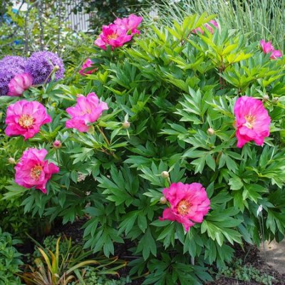 Rosy Future-2 upr_result